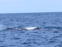 Albums/20060200-New Zealand 2006/20060318-Kaikiura/40